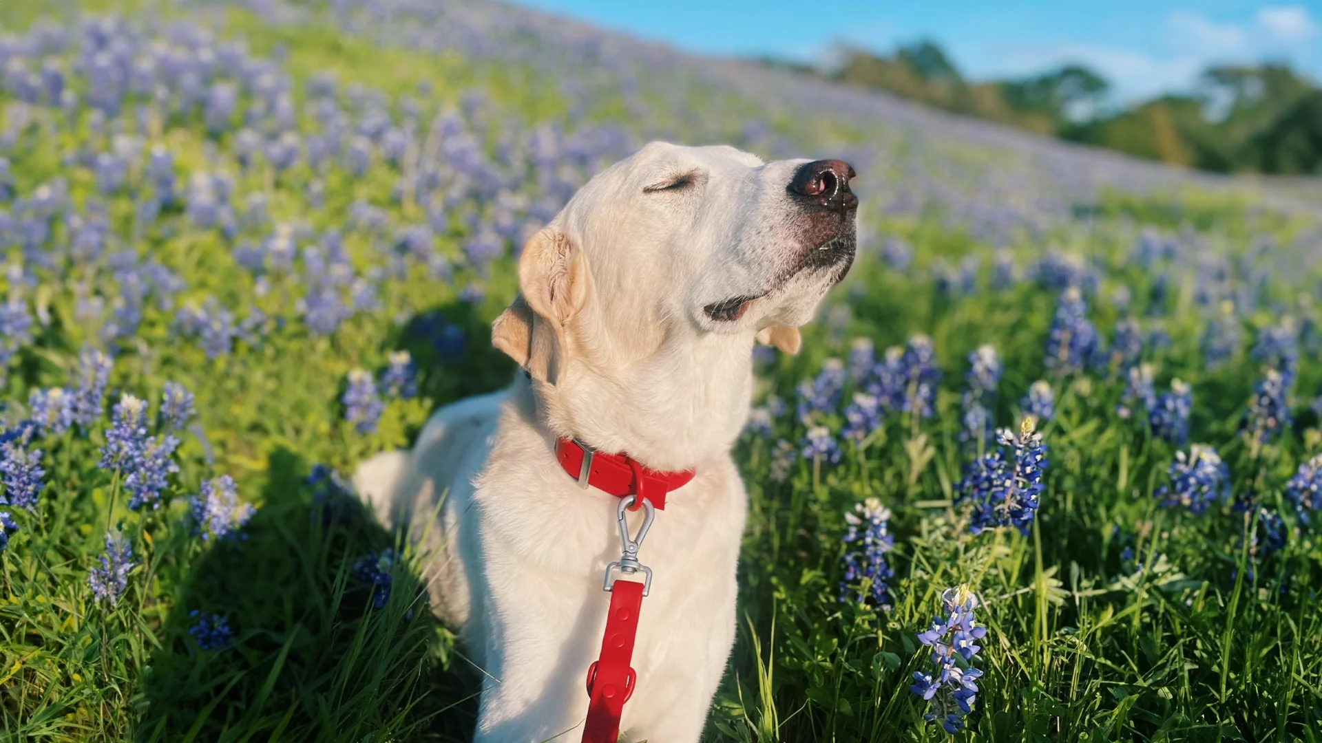 Healthy Pets, Happy Homes